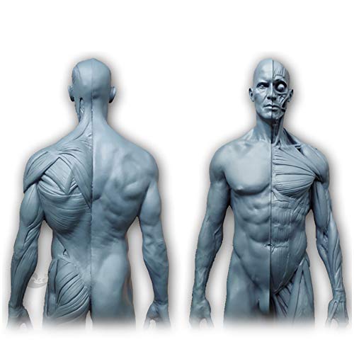 Menschliche Körper Anatomie Figur - 11,8 Zoll / 30cm Mal Menschliche Muskel-Skelett Anatomisches Modell - menschliche anatomische Muskel-Knochen-Modell - Referenz für Künstler von FXQ