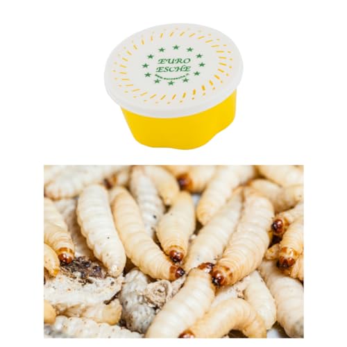 1 Dose ca. 40 STK. Hochwertige Bienenmaden, Wachsmade, Forellenköder, Angelköder Lebend & frisch von Generic