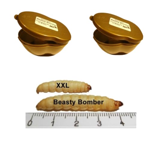 2 Dosen Beasty Bomber XXL Bienenmade ca 36-38 Stück von Generic