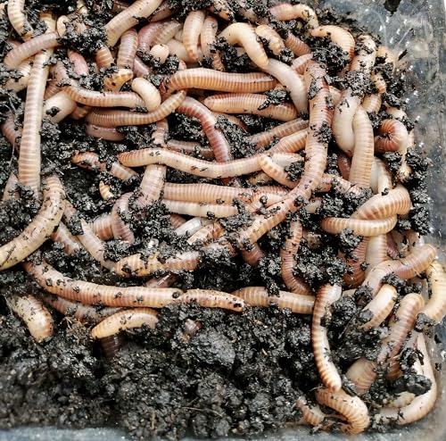 Dendrobena 500gr. 0,5kg, Angelwurm, Regenwurm, Kompostwürmer, Dendro von Generic