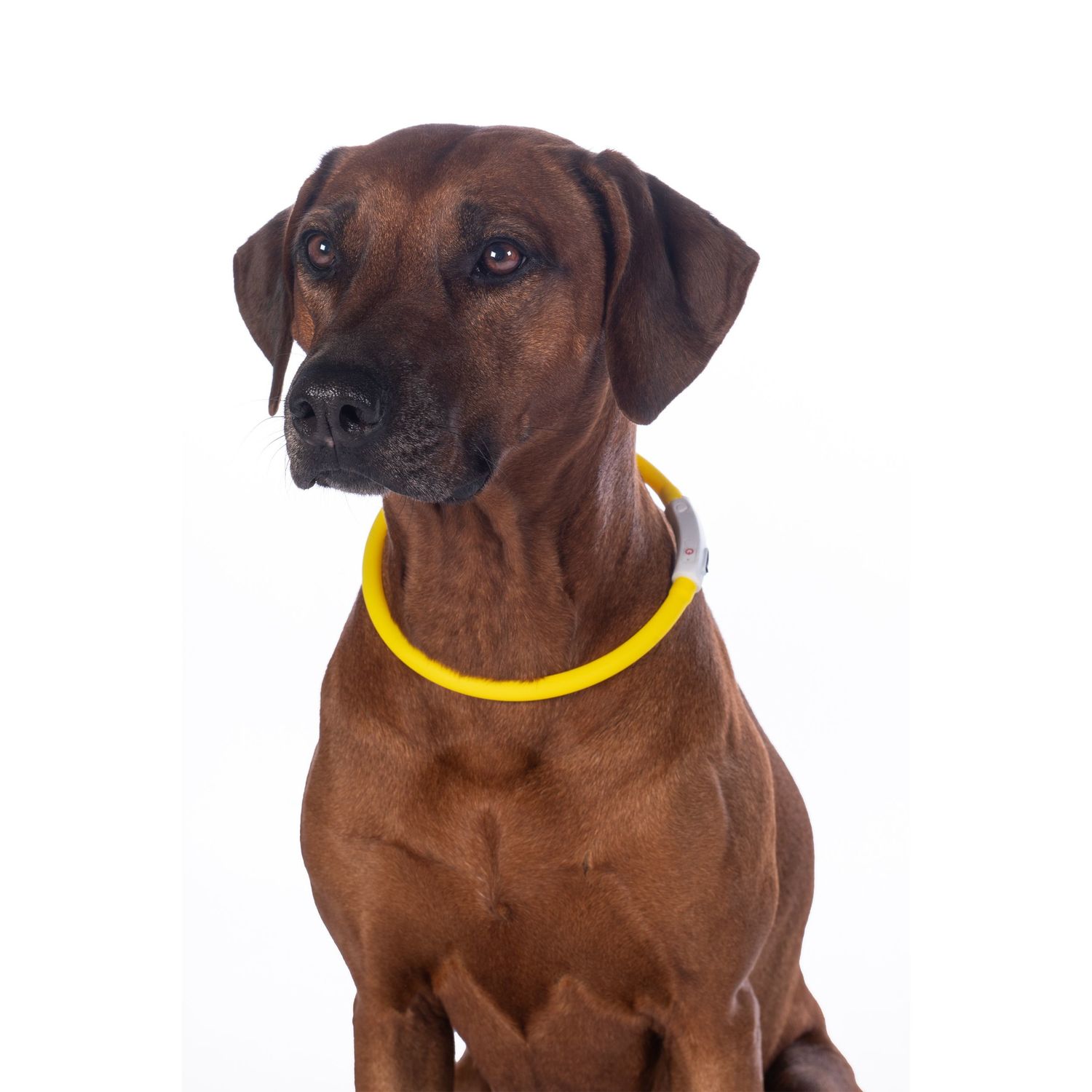 HKM Leuchthalsband für Hunde LED von HKM