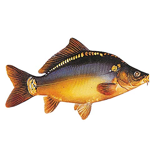 Jenzi Angeln Fisch - Aufkleber ca.15cm, Modell:Karpfen von Jenzi