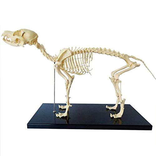 LAZRJ Skeleton Modell Tiermodell, Unterricht Probe Hund Tieranatomie Und Humanbiologie Veterinary Teaching Demonstration Werkzeug von LAZRJ
