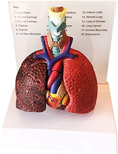 LJXiioo Anatomisches Kehlkopf-Herz-Lungen-Lungenmodell - Modell der menschlichen Anatomie - Medizinisches Unterrichtsmodell Unterrichtsmodell von LJXiioo