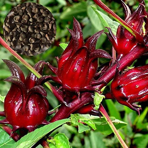 Luojuny Rote Roselle Samen Hohe Keimung weit verbreitet Nicht GVO-Gartenhibiscus Sabdariffa-Samen für Bauernhaus von Luojuny