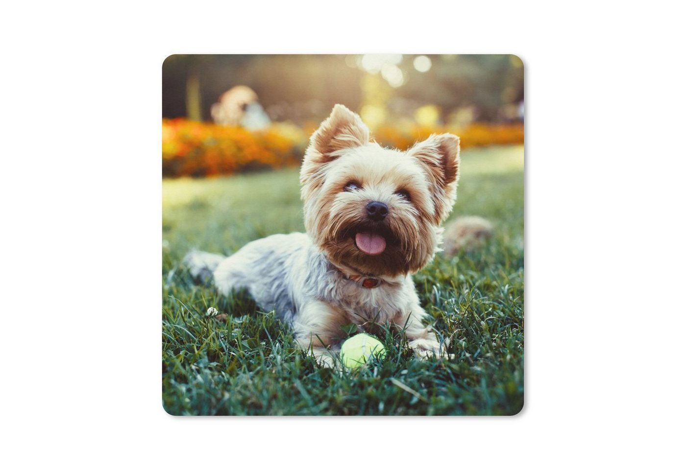 MuchoWow Gaming Mauspad Yorkshire Terrier im Gras liegend (1-St), Mousepad mit Rutschfester Unterseite, Gaming, 40x40 cm, XXL, Großes von MuchoWow