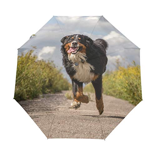My Daily Happy Berner Sennenhund Reiseschirm, automatisches Öffnen/Schließen, leicht, kompakt, winddicht von My Daily