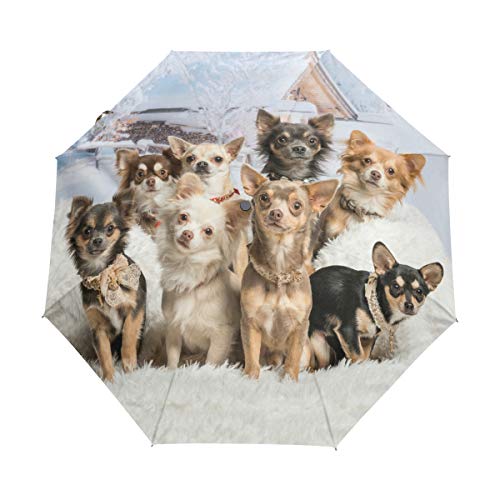 My Daily Niedlicher Chihuahua-Regenschirm für Reisen, automatisches Öffnen/Schließen, leicht, kompakt, winddicht von My Daily