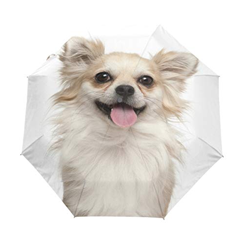My Daily Regenschirm mit niedlichem Chihuahua-Motiv, automatisches Öffnen und Schließen, UV-Schutz, winddicht, leicht, kompakt, zusammenklappbar, Mehrfarbig, One_Size, Kompakt von My Daily