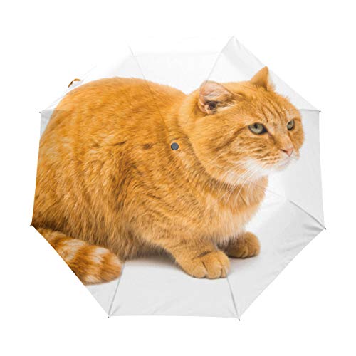 My Daily Regenschirm mit niedlichem Katzen-Motiv, automatisches Öffnen und Schließen, Anti-UV, winddicht, leicht, kompakt von My Daily