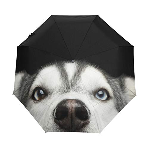 My Daily Regenschirm mit sibirischem Husky-Motiv, automatisches Öffnen und Schließen, Anti-UV, winddicht, leicht, kompakt von My Daily