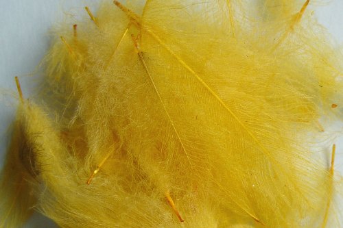 Pechetruite 1g - CDC (Cul de Canard) Federn - GELB/Yellow - Für Fliegenbinden von Pechetruite