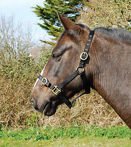 Rhinegold 0 Halfter aus Nylon, Schwarz Nylonhalfter, Volle Größe von Rhinegold