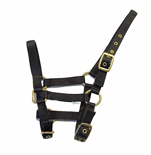 Rhinegold 0 Nylon Foal Headcollar-Black Halfter für Fohlen, Schwarz, Einheitsgröße von Rhinegold