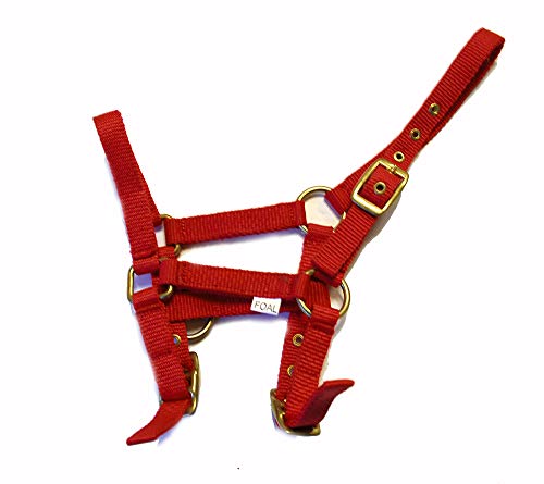 Rhinegold 0 Nylon Foal Headcollar-Red Halfter für Fohlen, rot, Einheitsgröße von Rhinegold