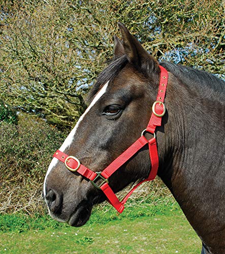 Rhinegold 0 Nylon Headcollar-Cob-Red Halfter, rot von Rhinegold