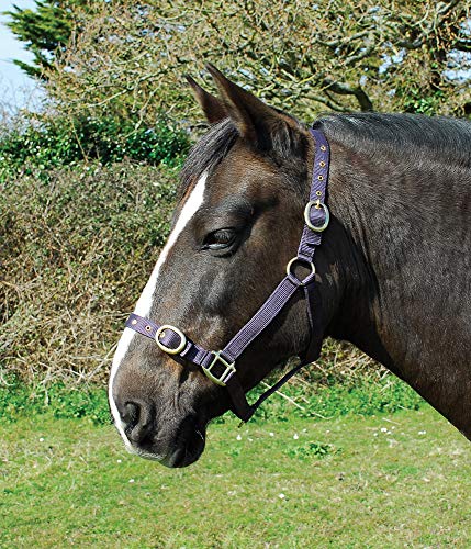 Rhinegold 0 Nylon Headcollar-Full-Plum Halfter, Pflaume, Volle Größe von Rhinegold