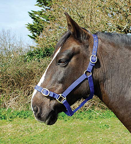 Rhinegold 0 Nylon Headcollar-Full-Royal Blue Halfter, königsblau, Volle Größe von Rhinegold