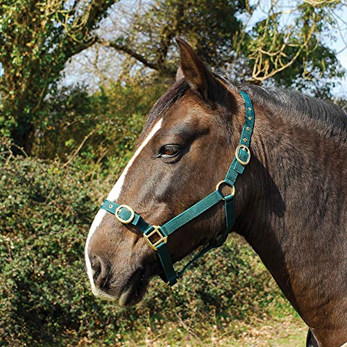 Rhinegold 0 Nylon Headcollar-Pony-Green Halfter, grün von Rhinegold