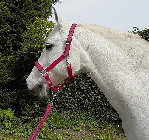 Rhinegold Carnival Headcollar & Rope Karnevals-Halfter und Seil, Himbeere, Cob von Rhinegold