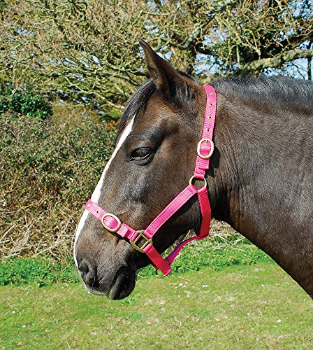 Rhinegold Nylon Halfter-X Full-Raspberry, Himbeere, Kaltblut/Warmblut extragroß von Rhinegold