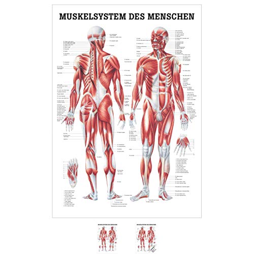 Sport-Tec Muskelsystem Mini-Poster Anatomie 34x24 cm medizinische Lehrmittel von Sport-Tec