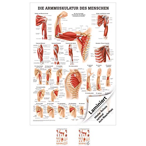 Sport-Tec Armmuskulatur Mini-Poster Anatomie 34x24 cm medizinische Lehrmittel von Sport-Tec