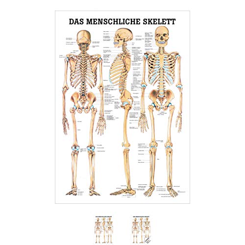 Sport-Tec Das menschliche Skelett Mini-Poster Anatomie 34x24 cm medizinische Lehrmittel von Sport-Tec