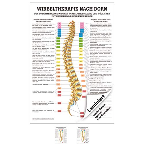 SPORTTEC Dorntherapie Mini-Poster Anatomie 34x24 cm medizinische Lehrmittel von SPORTTEC
