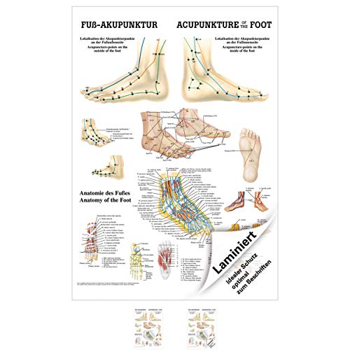 Sport-Tec Fuß-Akupunktur Mini-Poster Anatomie 34x24 cm medizinische Lehrmittel von Sport-Tec