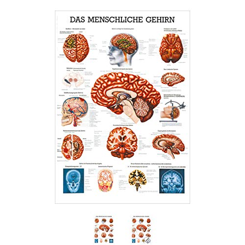 Sport-Tec Gehirn Mini-Poster Anatomie 34x24 cm medizinische Lehrmittel von Sport-Tec