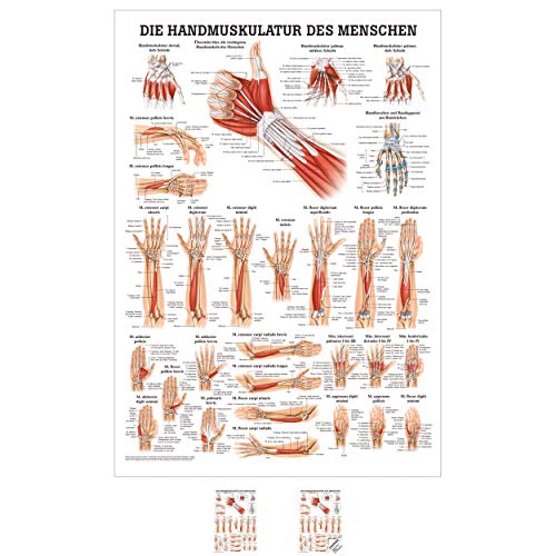 Sport-Tec Handmuskulatur Mini-Poster Anatomie 34x24 cm medizinische Lehrmittel von Sport-Tec