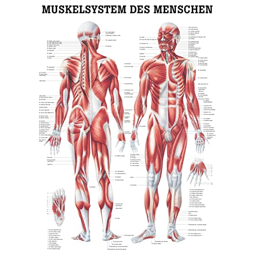 Sport-Tec Muskelsystem Poster Anatomie 70x50 cm medizinische Lehrmittel von Sport-Tec