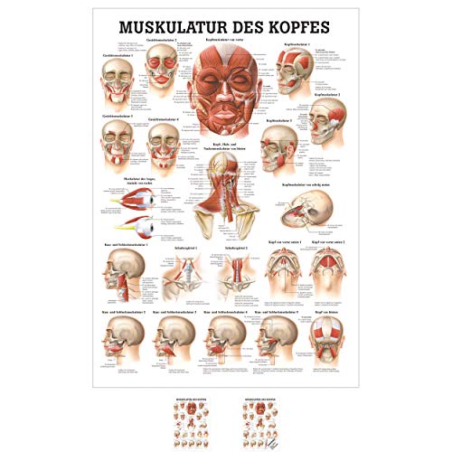 SPORTTEC Muskulatur des Kopfes Mini-Poster Anatomie 34x24 cm medizinische Lehrmittel von SPORTTEC
