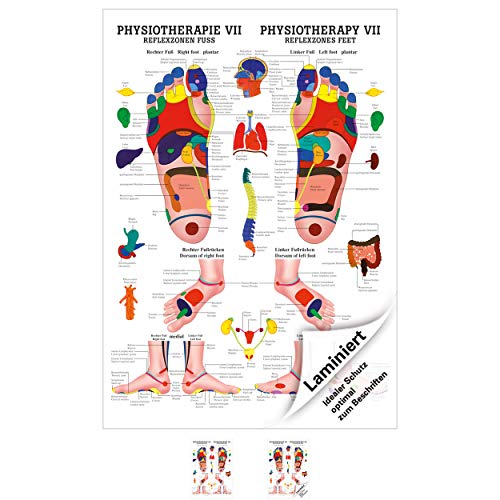 Sport-Tec Reflexzonen Fuss Mini-Poster Anatomie 34x24 cm medizinische Lehrmittel von Sport-Tec