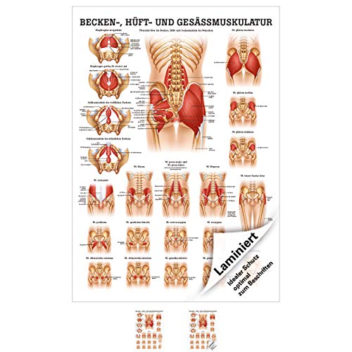 Rüdiger Gesäss, Hüfte u. Beckenmuskulatur Poster Anatomie 70x50 cm med. Lehrmittel von SPORTTEC