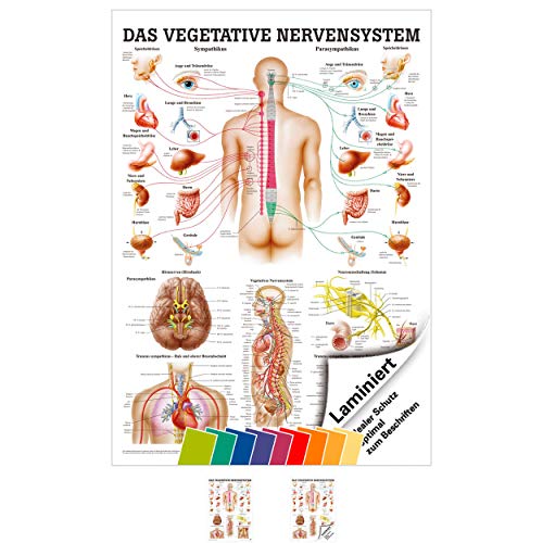 SPORTTEC Vegetatives Nervensystem Mini-Poster Anatomie 34x24 cm med. Lehrmittel von Sport-Tec