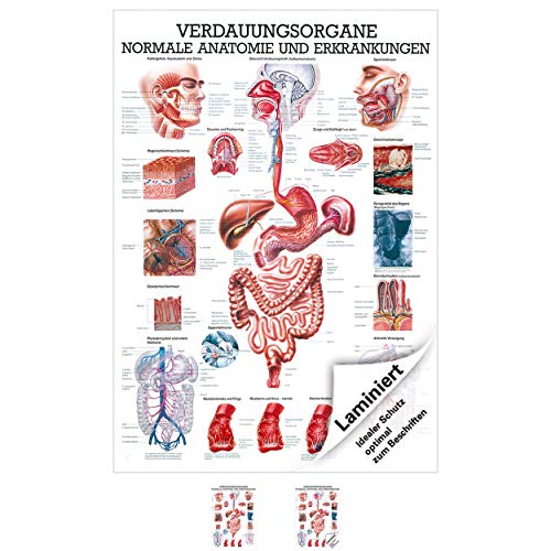 Sport-Tec Verdauungsorgane Mini-Poster Anatomie 34x24 cm medizinische Lehrmittel von Sport-Tec