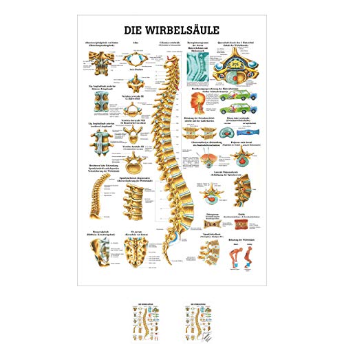 SPORTTEC Wirbelsäule Mini-Poster Anatomie 34x24 cm medizinische Lehrmittel von SPORTTEC
