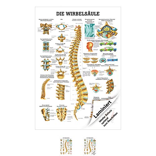 SPORTTEC Wirbelsäule Mini-Poster Anatomie 34x24 cm medizinische Lehrmittel von SPORTTEC