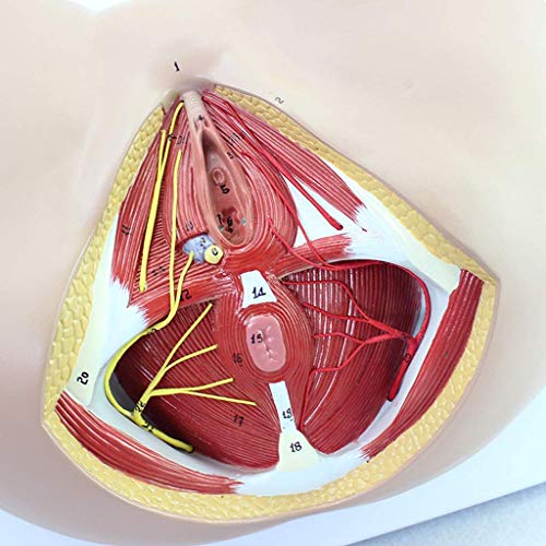 SLRMKK Anatomisches Perineum-Modell, Urogenitale anorektale menschliche Anatomie-Wissenschaftsmodelle des weiblichen Beckengefäßnervs, 1: 1-Lehrmodellmodell in Lebensgröße von SLRMKK