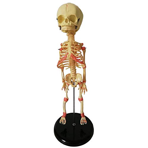 SLRMKK Baby-Skelett-Modell - 35-cm-Fetalskelett-Lehrmodell Menschliches Baby-Anatomie-Schädel-Skelett-Modell Anatomie Anatomisch - für Studienanzeige-Lehrmodell von SLRMKK
