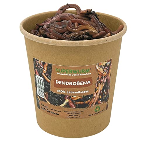 130g Dendrobena Größe M-XL | 100% kompostierbare Köderdose - hoch aktive Angelköder - Lebendköder - Dendrobena von SUPERWURM