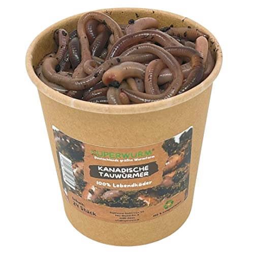 24 Stück Kanadische Tauwürmer | 100% kompostierbare Köderdose - Angelköder - Lebendköder - Tauwürmer - Würmer lebend (Lumbricus terrestris) von SUPERWURM