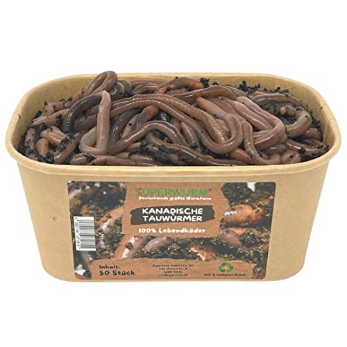50 Stück Kanadische Tauwürmer | 100% kompostierbare Köderdose - Angelköder - Lebendköder - Tauwürmer - Würmer lebend (Lumbricus terrestris) von SUPERWURM