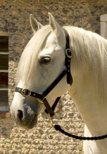Snowhill Pferde Nylon Head Halsband Navy Pony von Snowhill