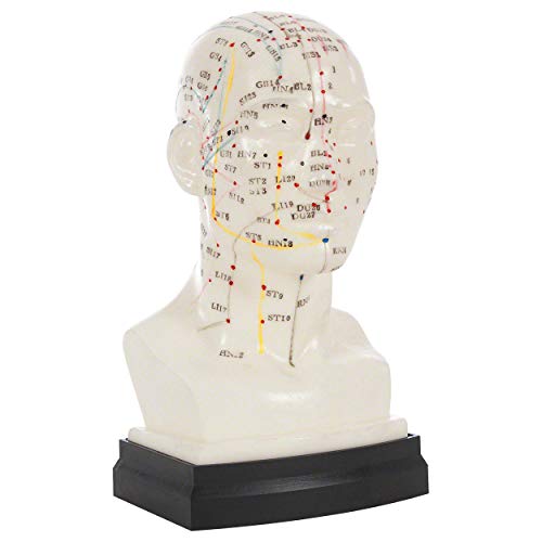 Akupunkturmodell Kopf 20 cm, Anatomie Modell, Anatomische Lehrmittel von SPORTTEC