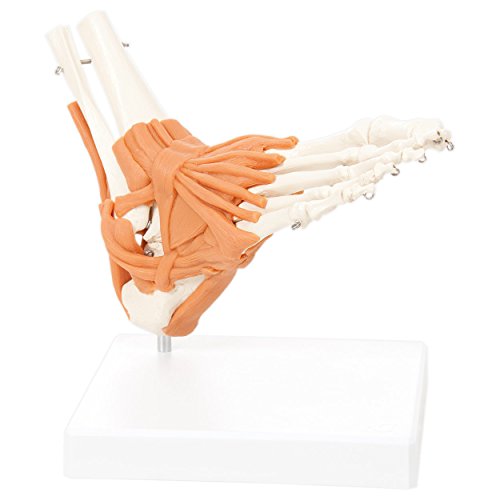 Fußskelett mit Bändern und Unterschenkelansatz, Anatomie Modell, Medizin von Sport-Tec