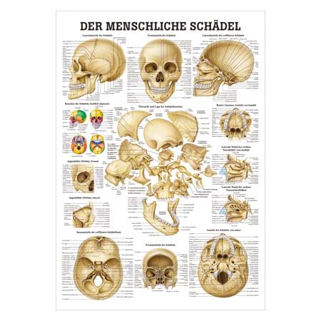 Schädel und Schädelknochen Lehrtafel Anatomie 100x70 cm medizinische Lehrmittel von Sport-Tec