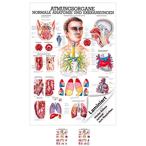 Sport-Tec Atmungsorgane Mini-Poster Anatomie 34x24 cm medizinische Lehrmittel von Sport-Tec